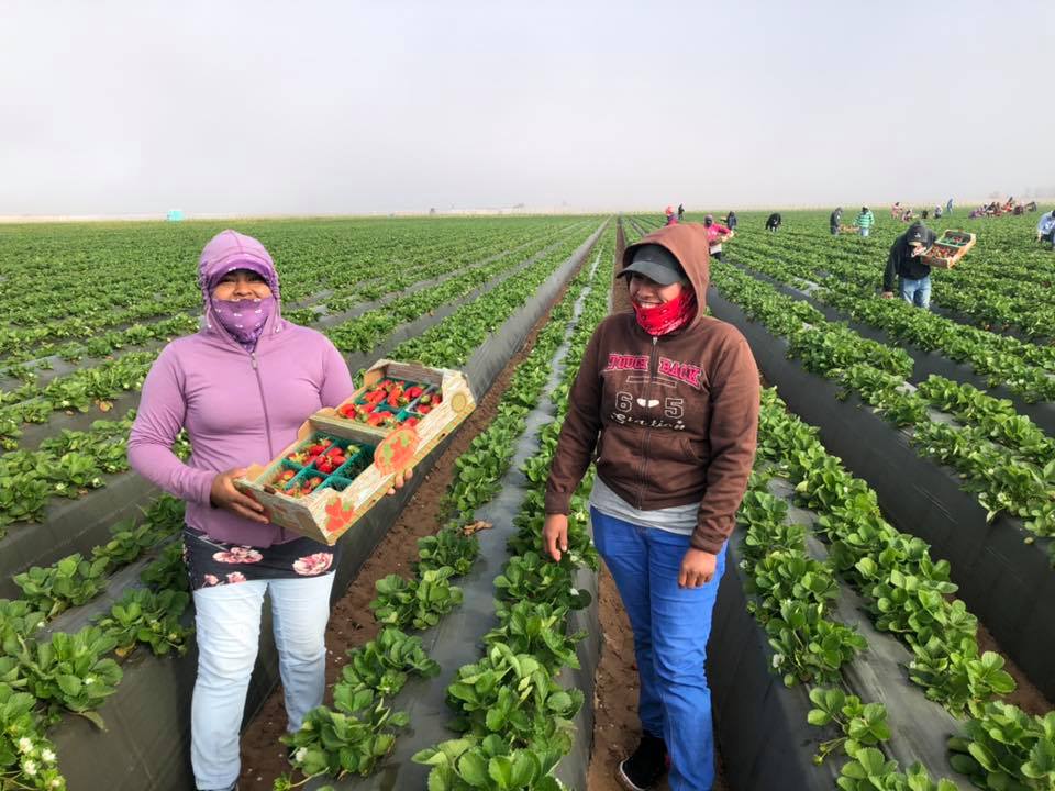 Two farm workers harvesting strawberries in their Vizcaino farm. Photo:Andrew & Williamson.
