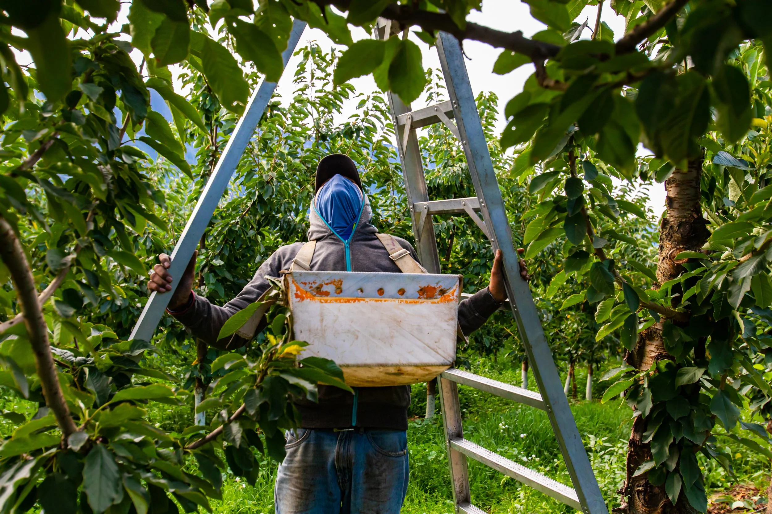 Why More Growers are Hiring H-2A Farmworkers