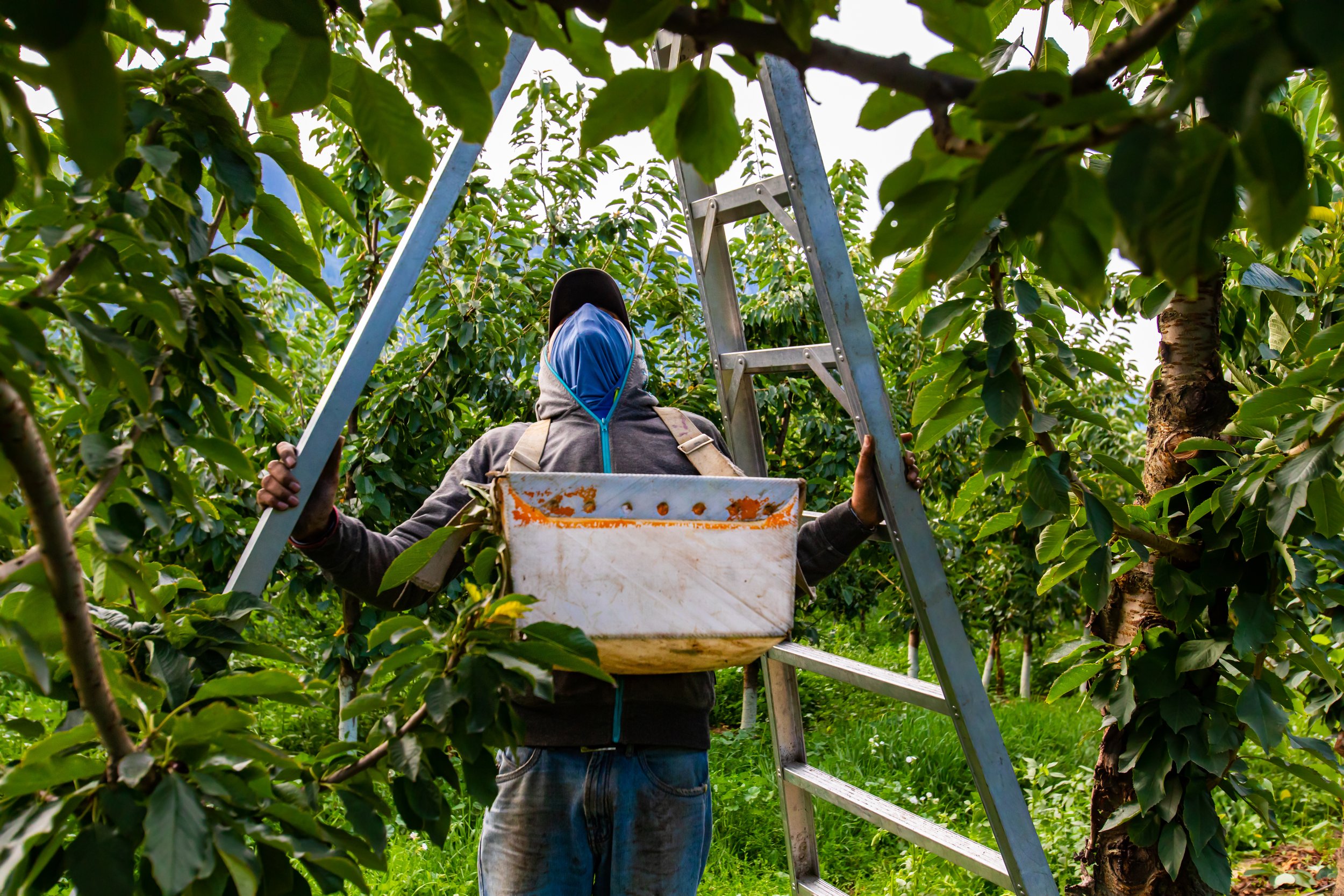 H-2A farmworker picking cherries in Washington