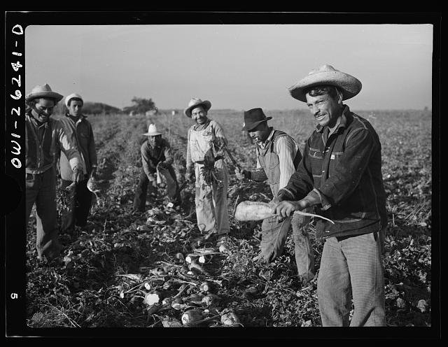 Marjory Collins, photographer. Stockton (vicinity), California. Mexican agricultural laborer topping sugar beets.