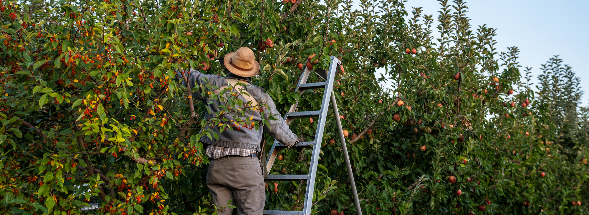 Ganaz H2A Program Header - H-2A worker harvesting cherries and applies on a ladder in Washington