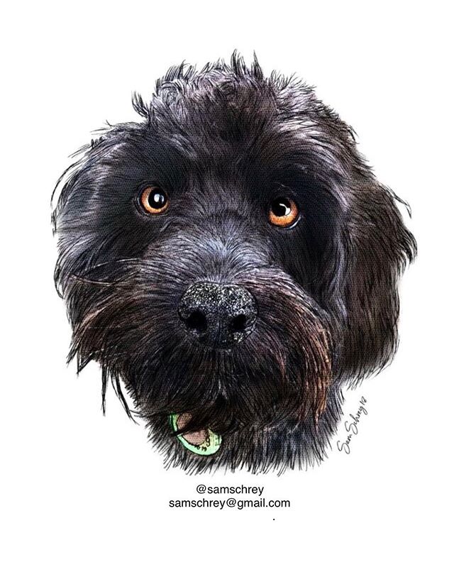 Christmas bookings available 🎄 🎄 email samschrey@gmail.com 
A4 -$200 A3 -$250

#christmas #auckland #petart #gift #giftideas #cavoodle #cavoodlepuppy #cavalierkingcharlesspaniel #poodle #poodle #aucklanddogs #nz #auckland #glenfield #samschrey #xma