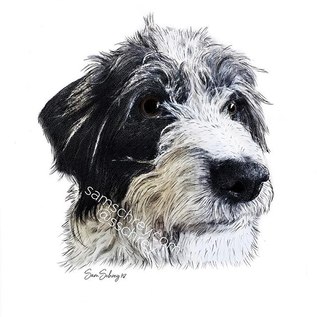 Crumble 🐶❤️ a commission from Christmas. Bookings available 🙂
👉Follow me for a chance to win a free drawing 👈
.
.
.
.

#Pbgv #griffonvendeen #dogsofinstagram #petitbassetgriffonvendeen #100dogs #samschrey #pet #dog #nz #lowerhutt #nzartist #cute 