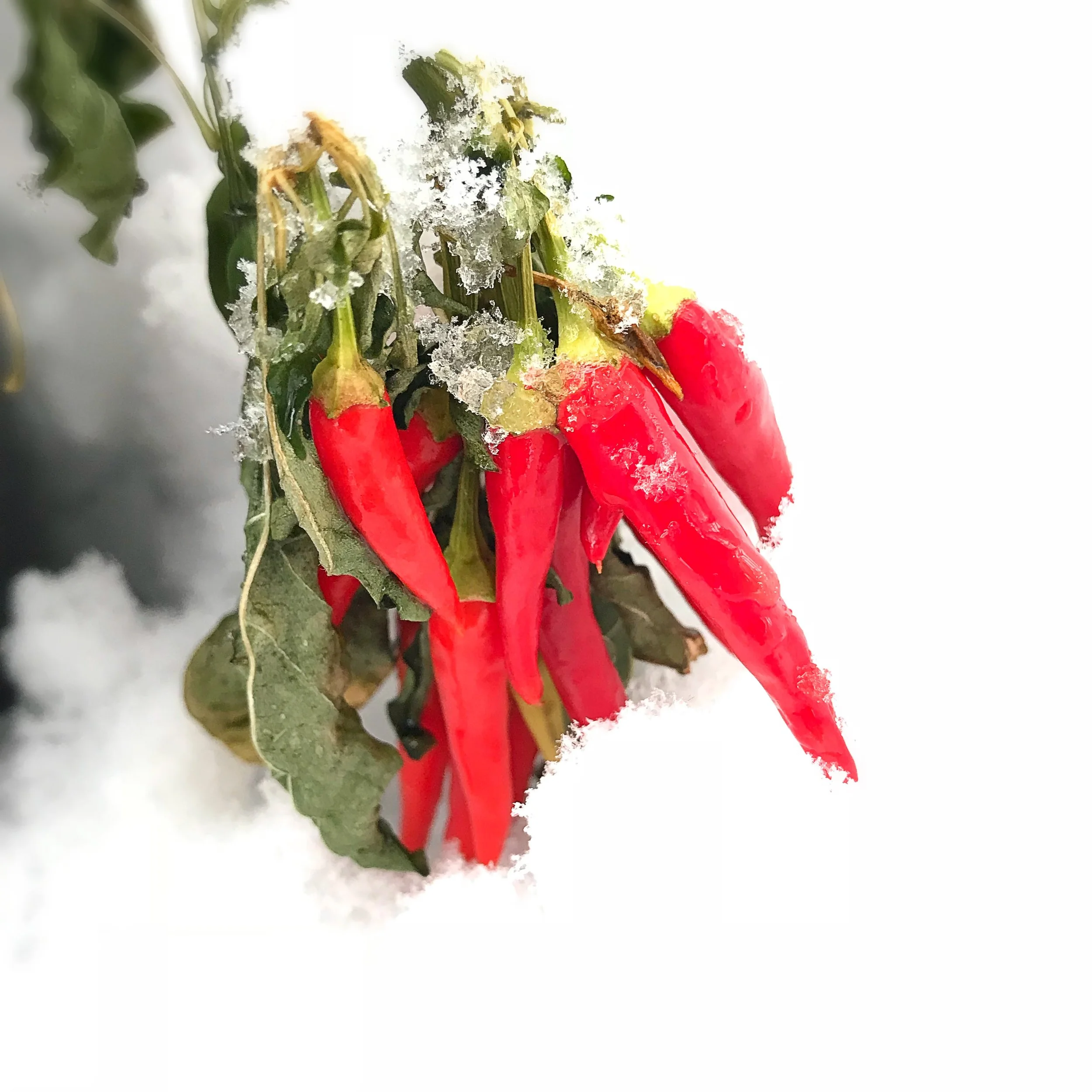 Introduction to Western Herbal Energetics & Philosophy, Part 1: Elements & Humours