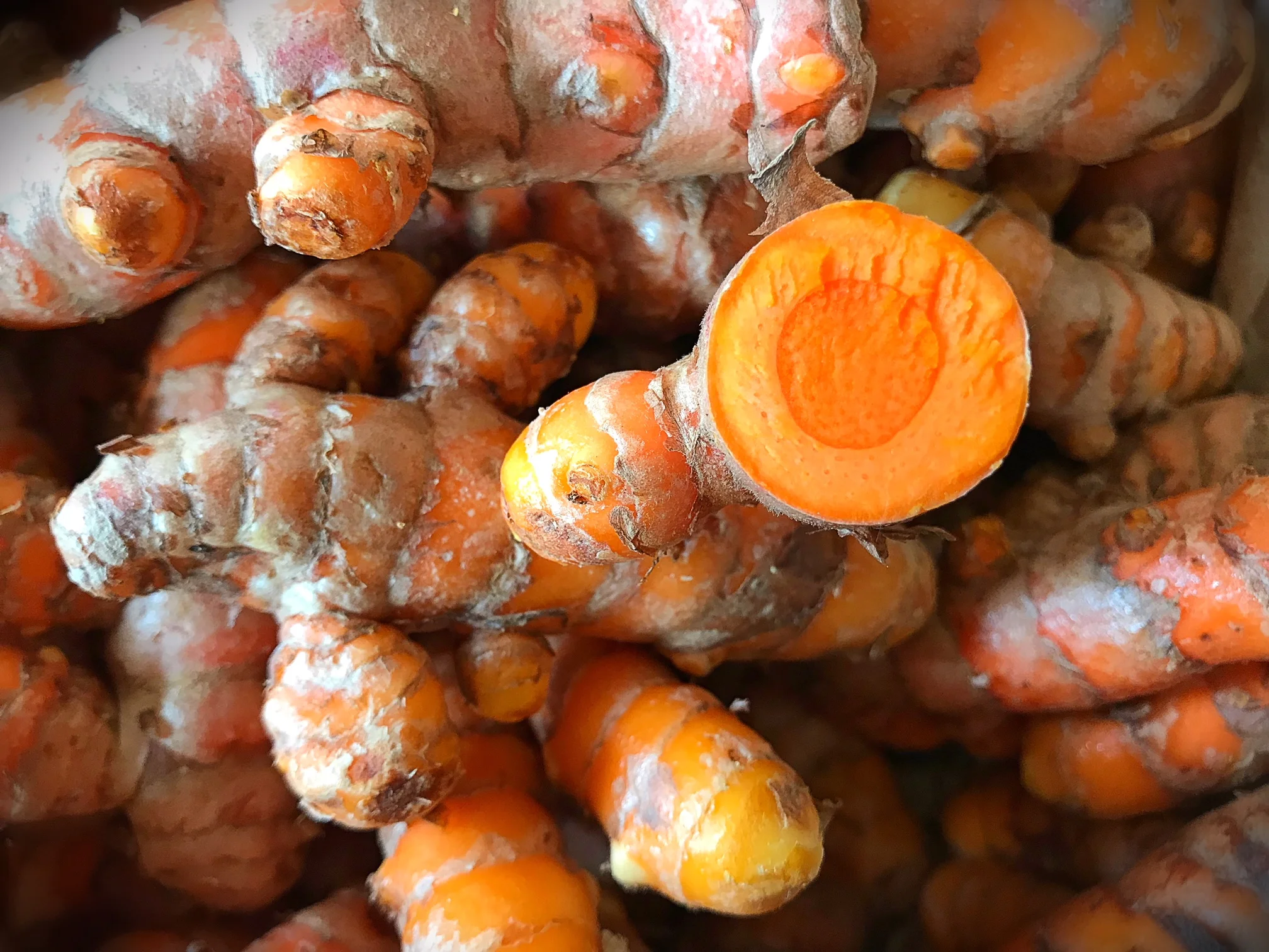 Introduction to Western Herbal Energetics, Part 2: Tissue States