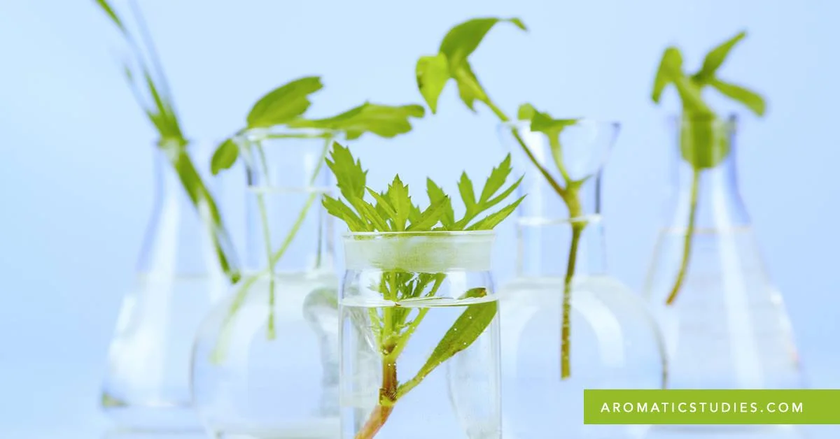 Demystifying Essential Oil Research: An Evidence Based Practice Approach