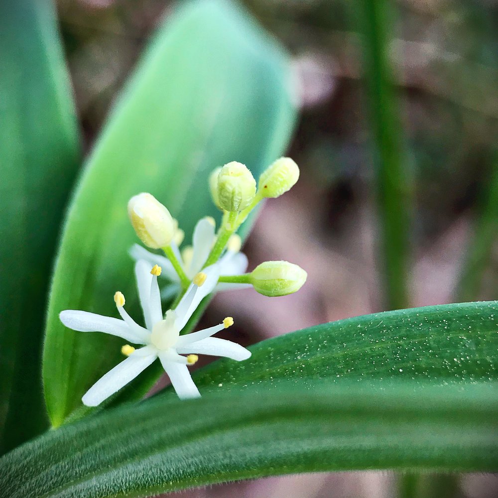 maianthemum1.JPG