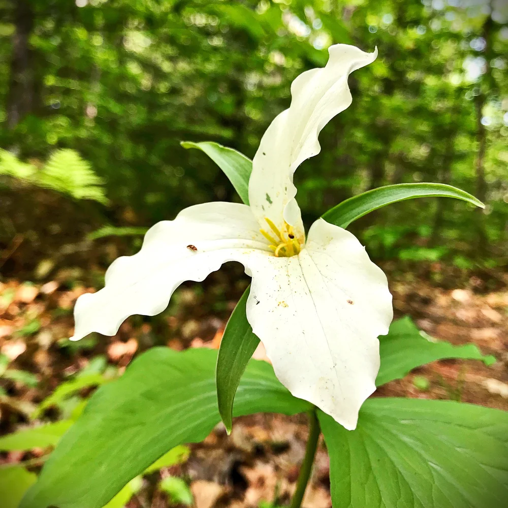 trillium.JPG