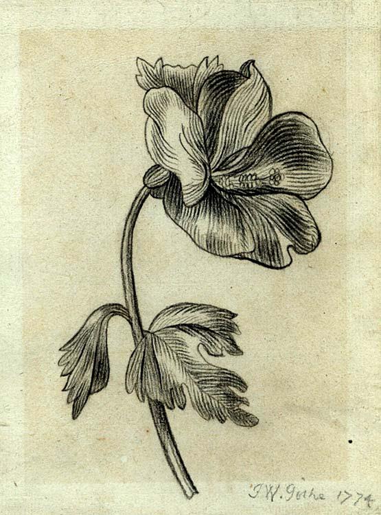 A sketch by J.W. Goethe, 1774 Source: King's College, London