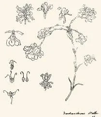 Goethe's carnation: “Seeing no way to preserve this marvelous form, I attempted an exact drawing of it, whereby I deepened my insight into the fundamental concept of metamorphosis.” — Goethe Source: Journal of Natural Science Illustration