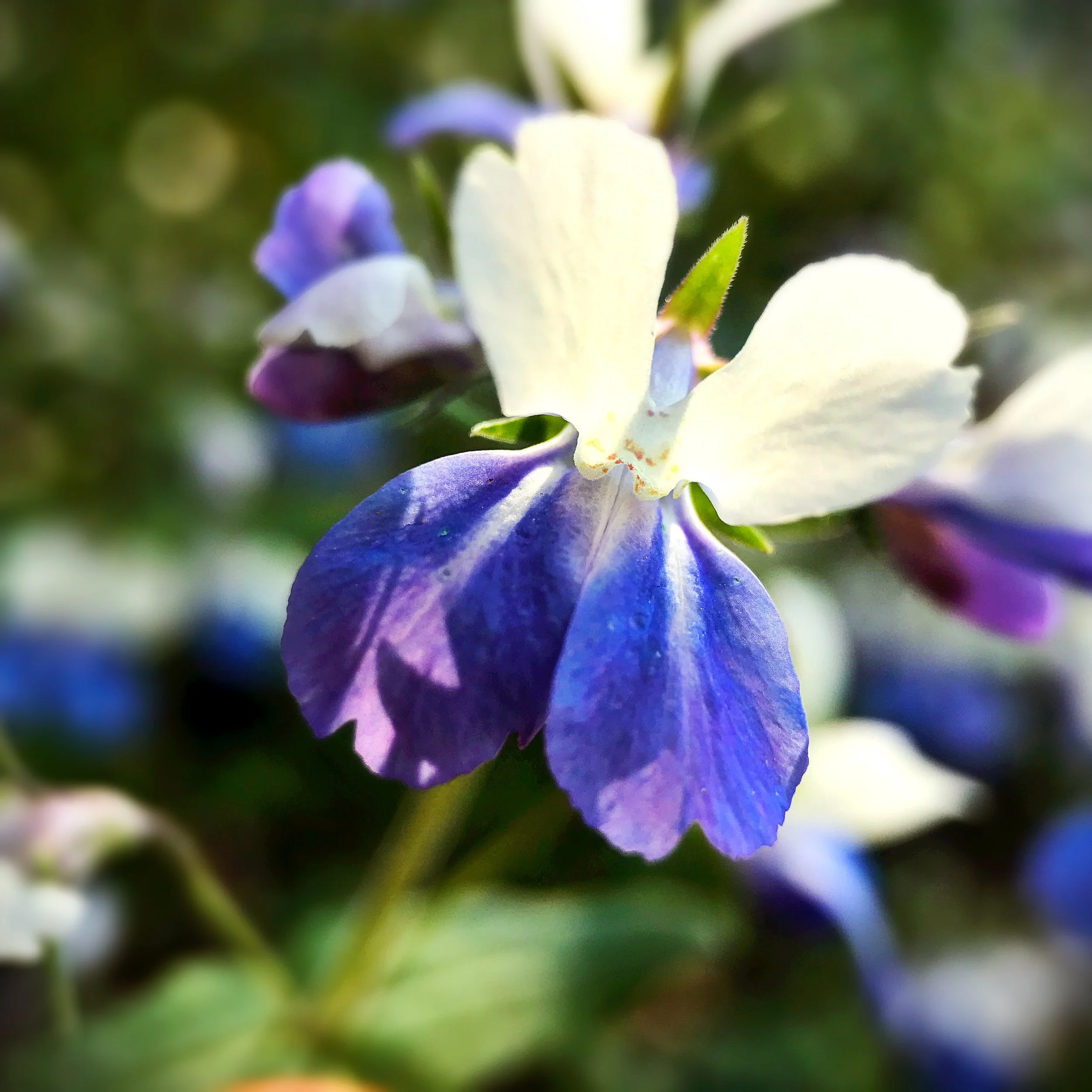 Blue eyed mary flower