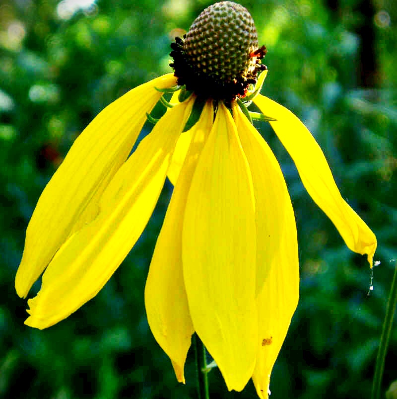 Yellow ratibida flower 