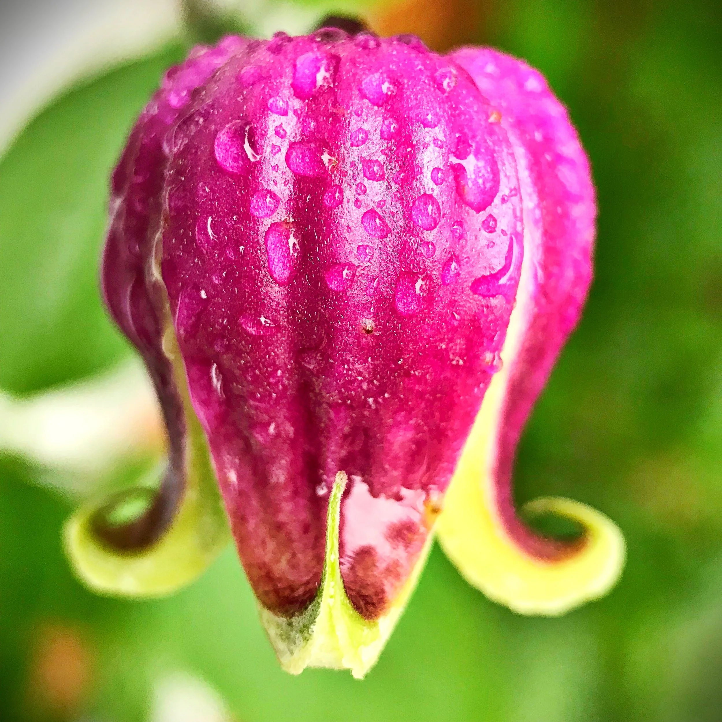 Copy of IMG_5929.JPG