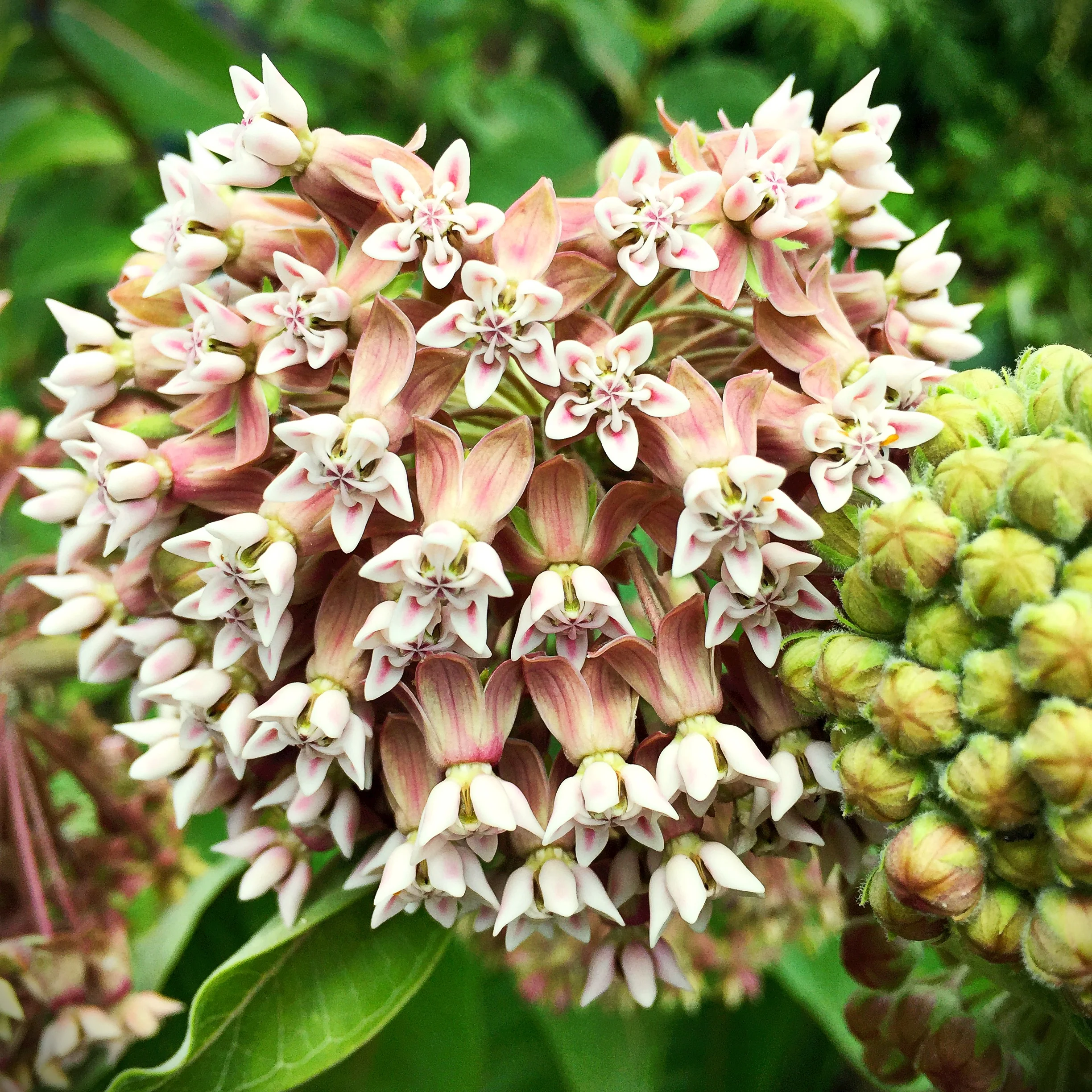 Copy of IMG_2075.JPG