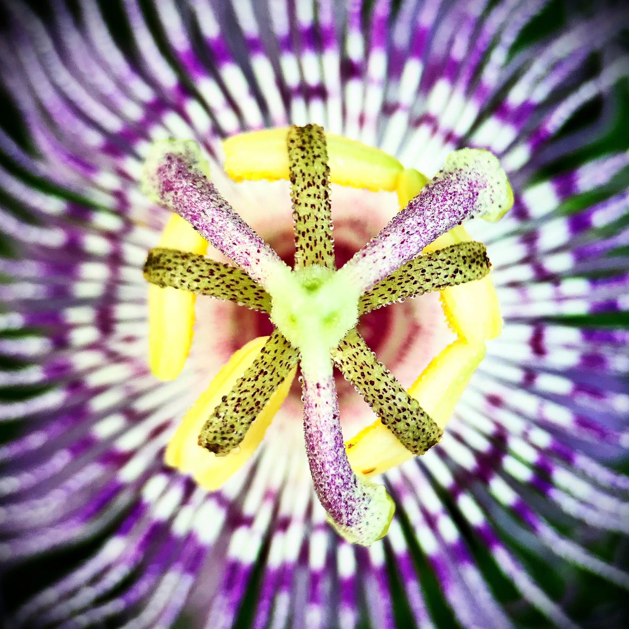 Purple passionflower up close