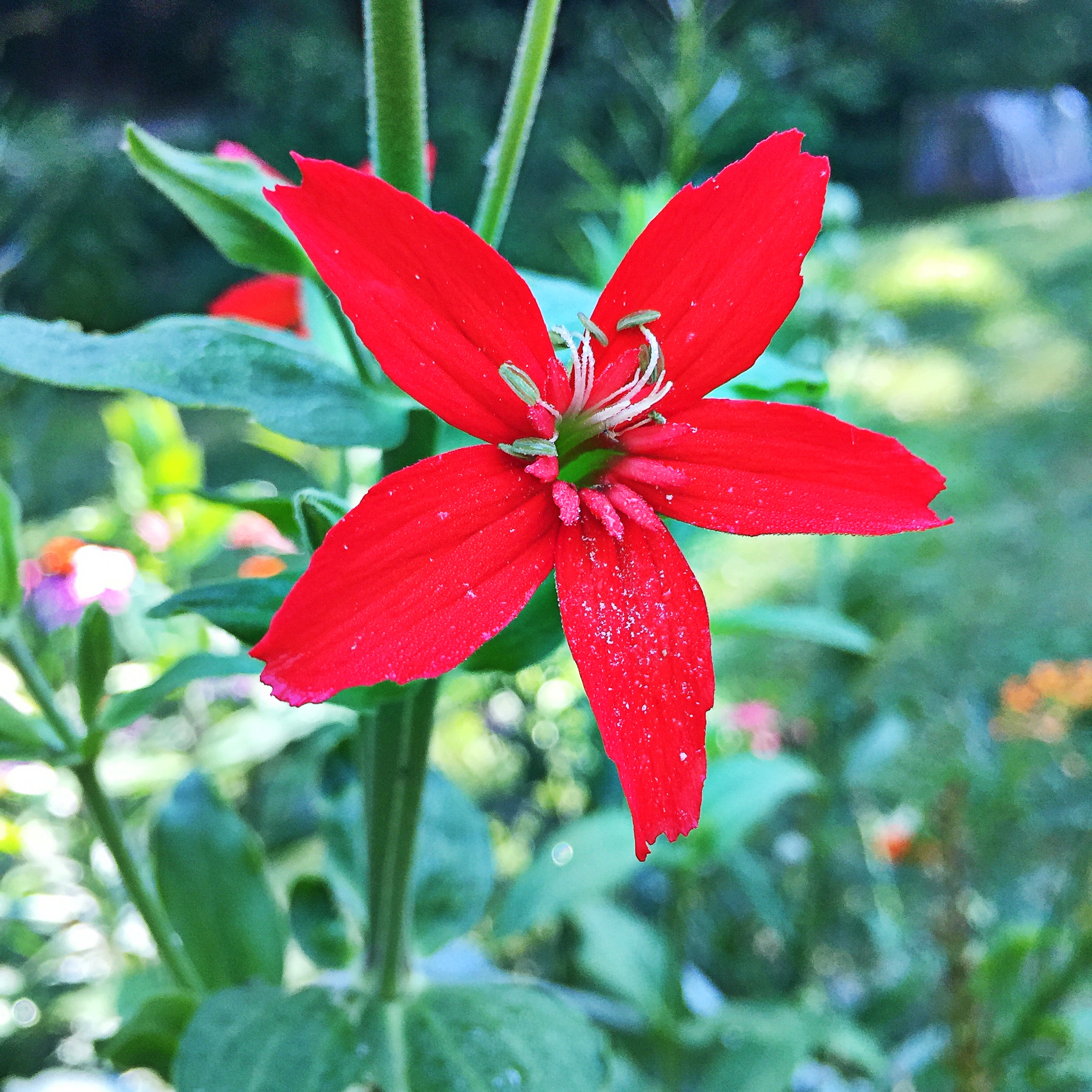 Red royal catchfly flower