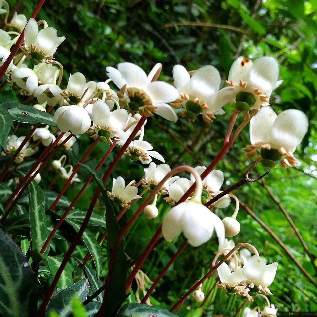 White spotted wintergreen flowers