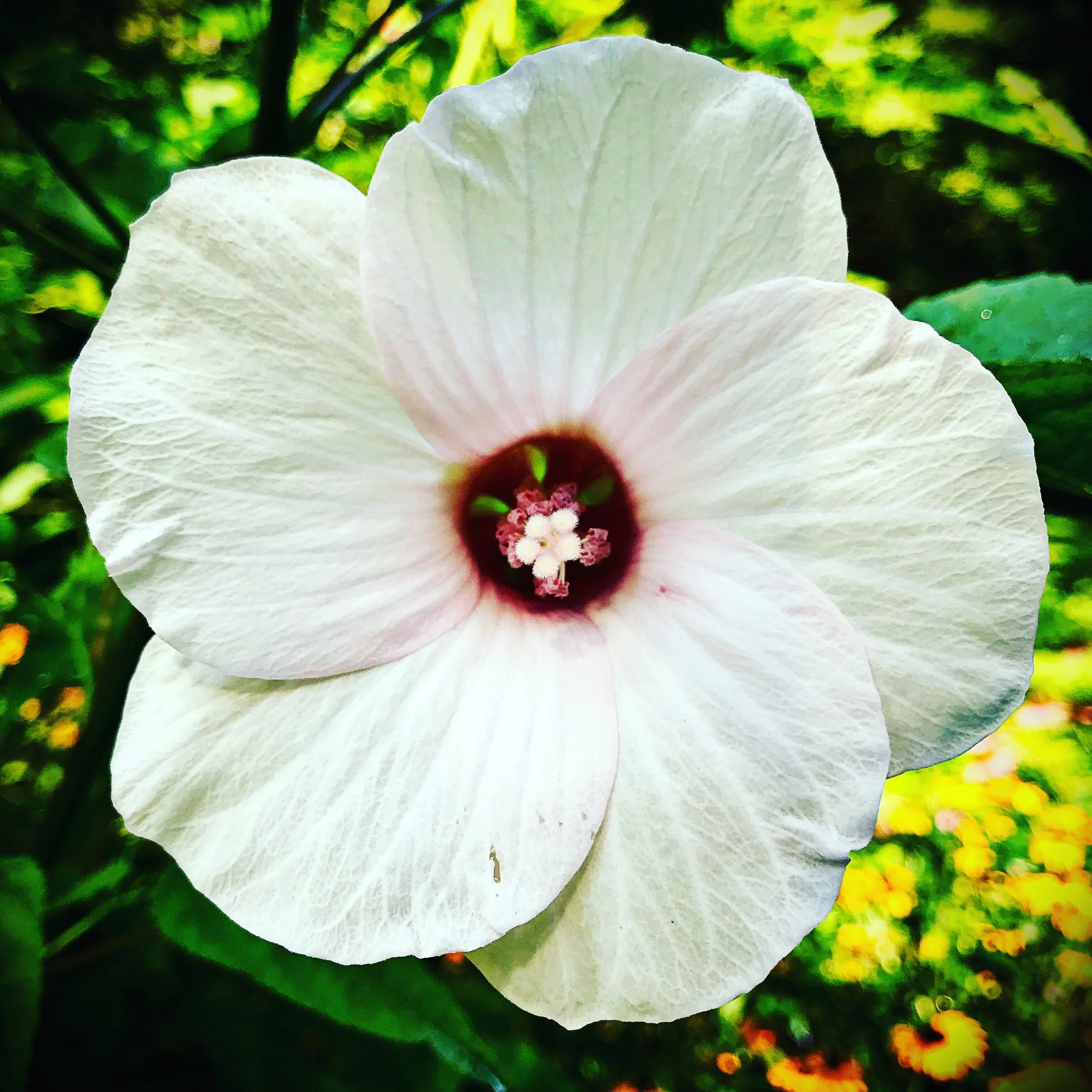 White swamp rose mallow flower