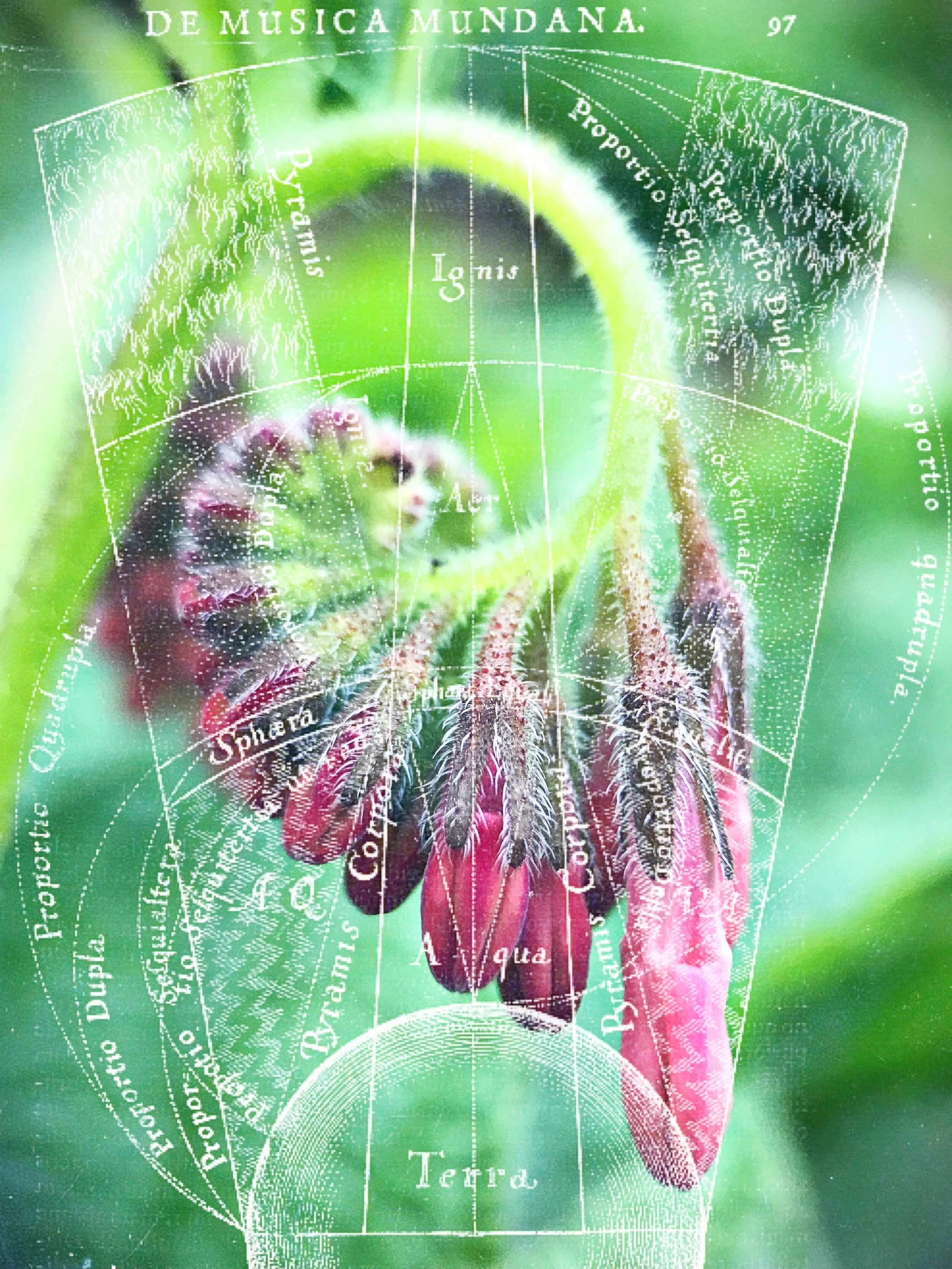 Earth, Fire, Air, &amp; Water: An Elemental Approach to Herbal Energetics 