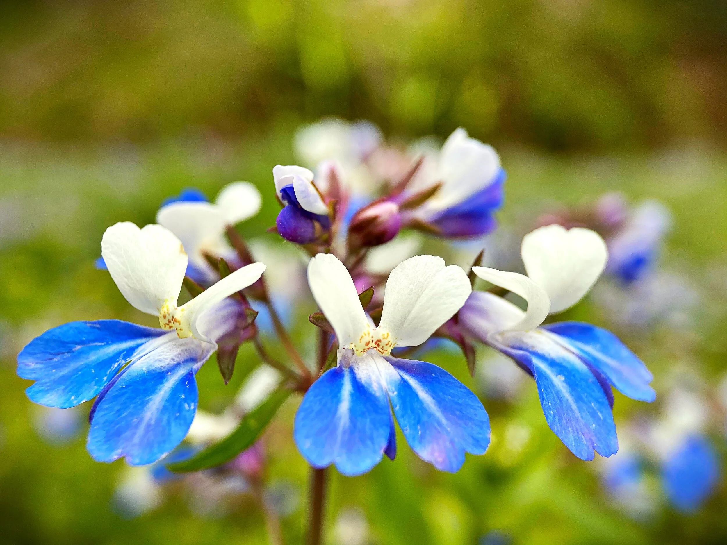 The Benevolence of Blue-eyed Mary (Collinsia verna)
