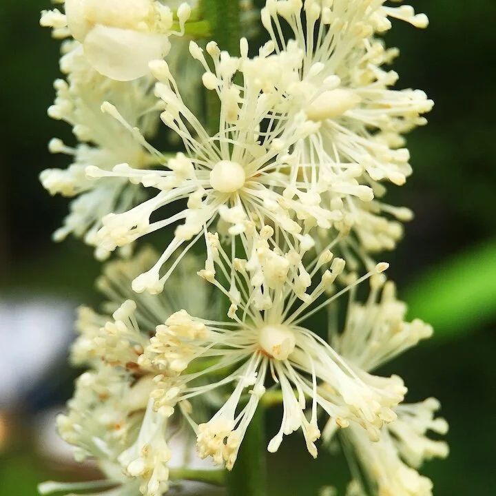 black cohosh.JPG