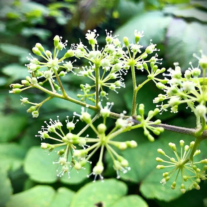 Spikenard.JPG