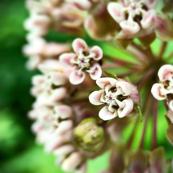 Milkweed.JPG