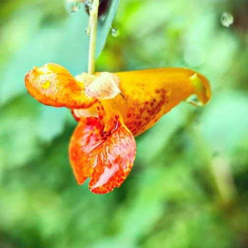 Impulsion Jewelweed.JPG