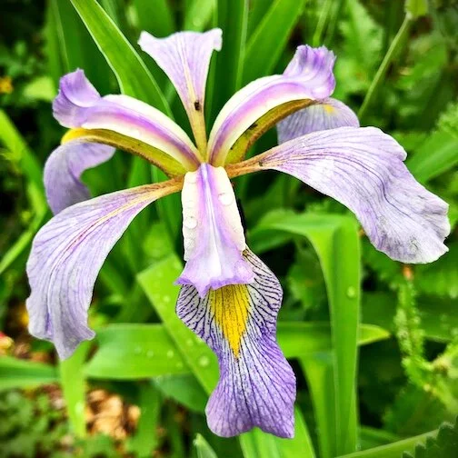 Blue Flag Iris.JPG