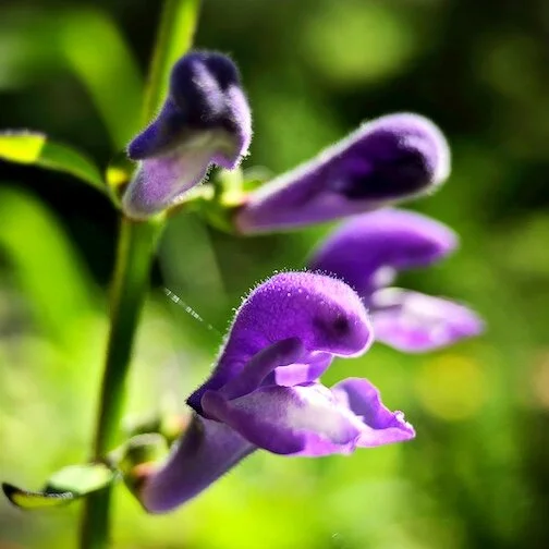 showy skullcap.JPG