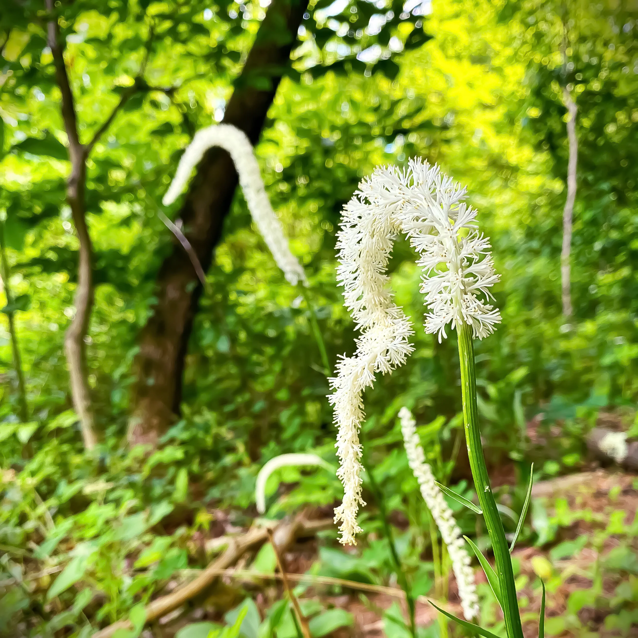 False Unicorn Root.JPEG