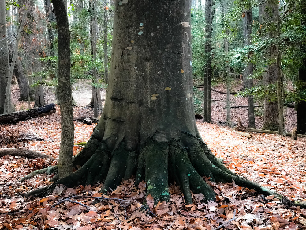 American Beech