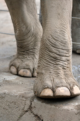 African Bush Elephant