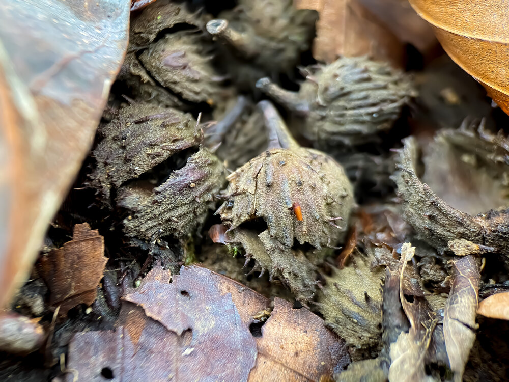 Beechnut Shells