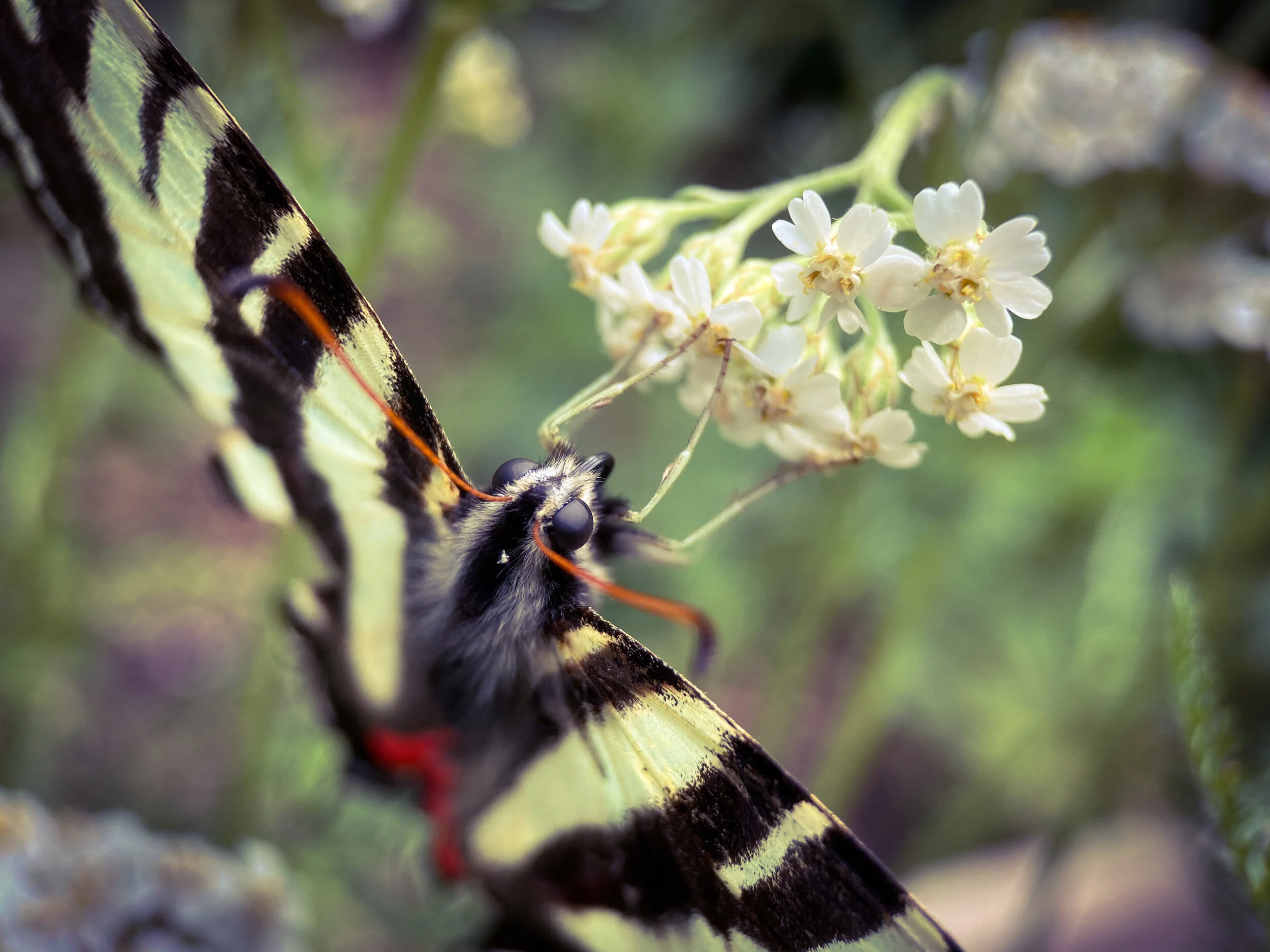 FREE WEBINAR:  Developing Herbal Knowledge through Your Senses