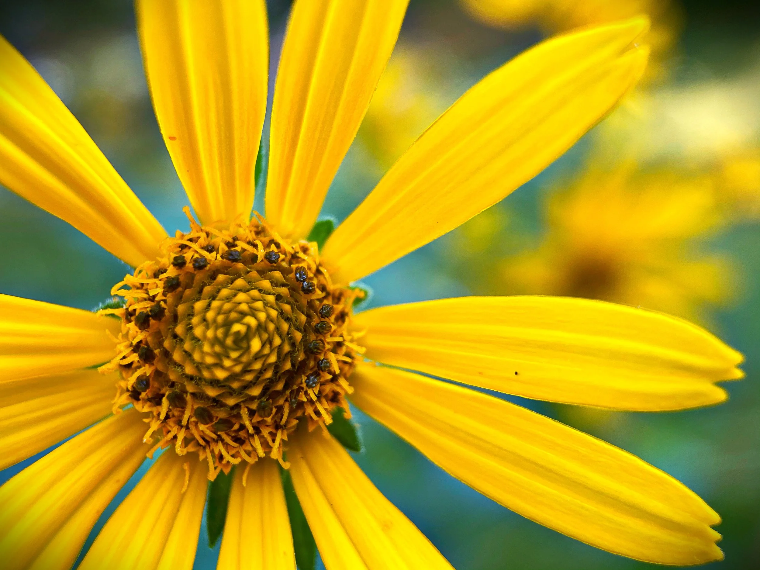 FREE CLASS:  Developing Herbal Knowledge through Your Senses