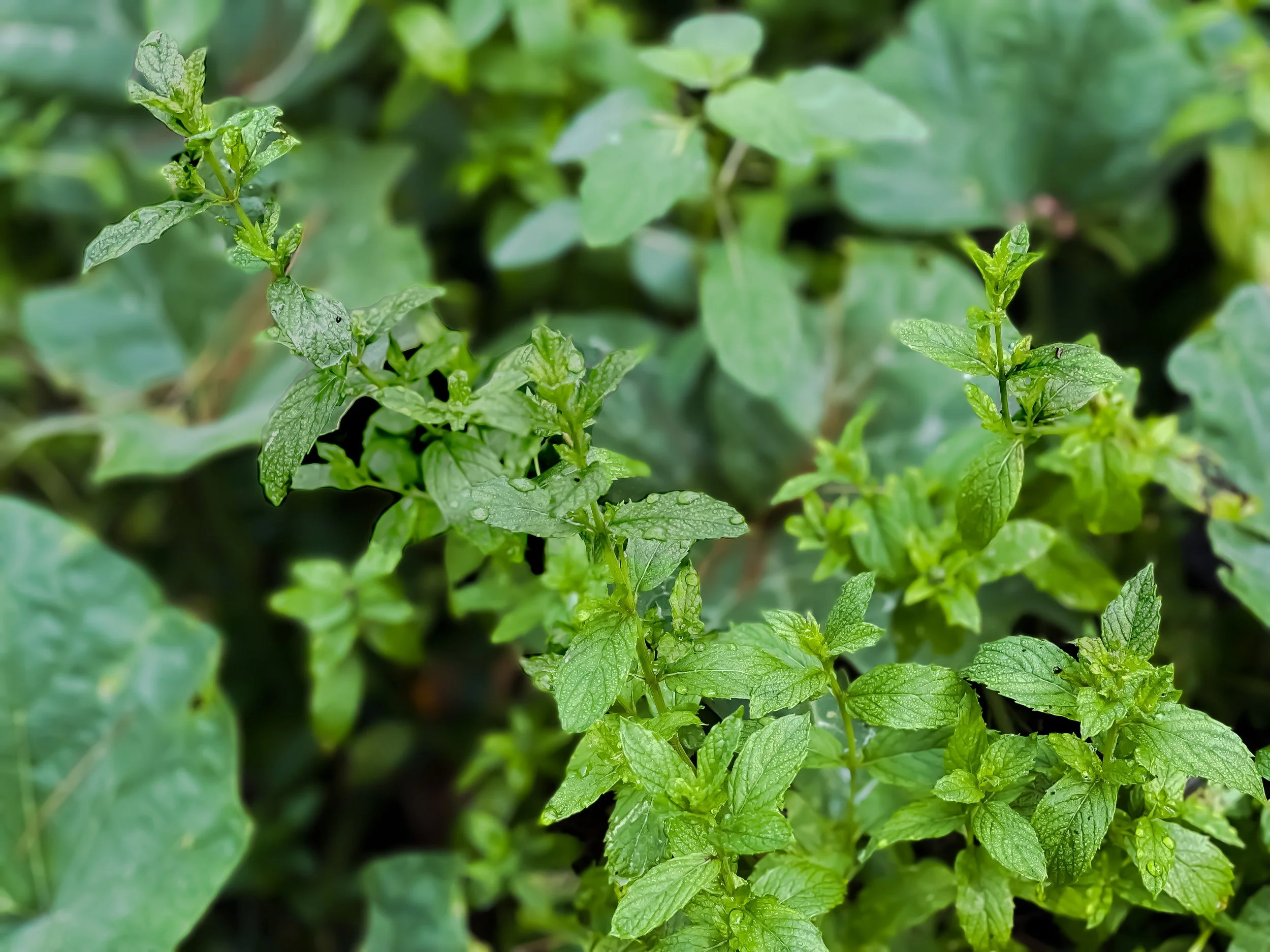 FREE TRAINING: Edging your Herbal Services Marketing Garden ~ 3 Tips to Minting a New Social Media Strategy