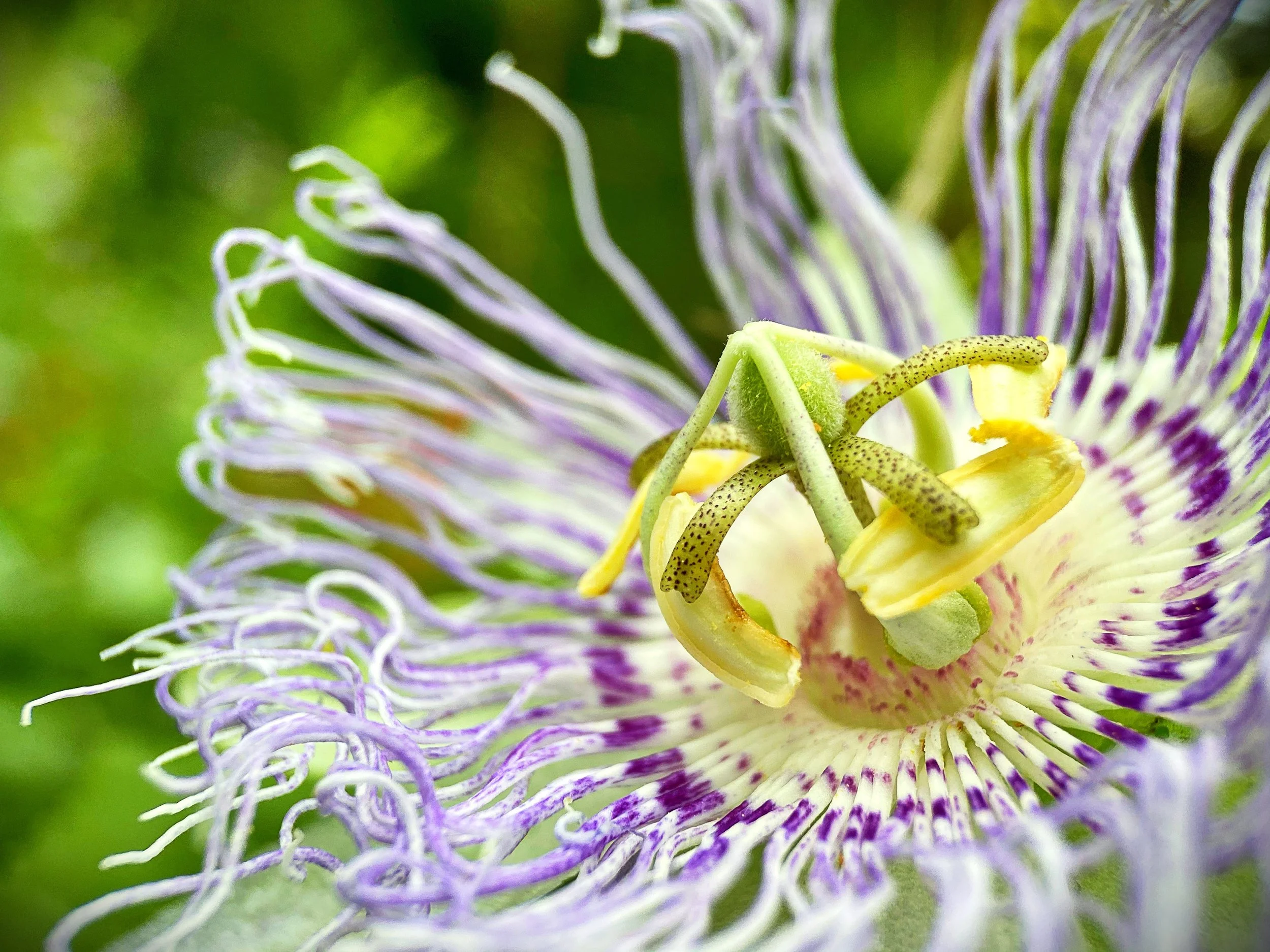 Statement on joining the American Herbalists Guild Board of Directors...