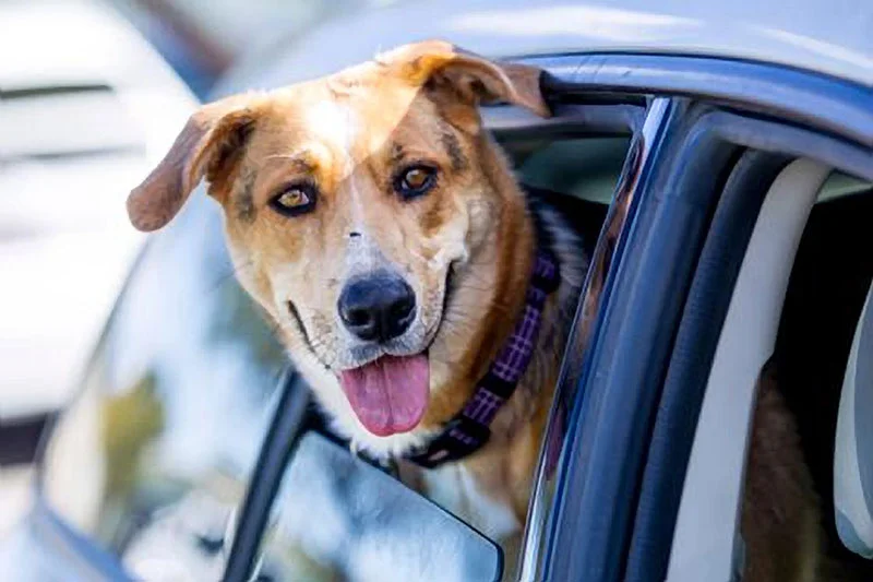 Today, Sunny enjoys car rides.