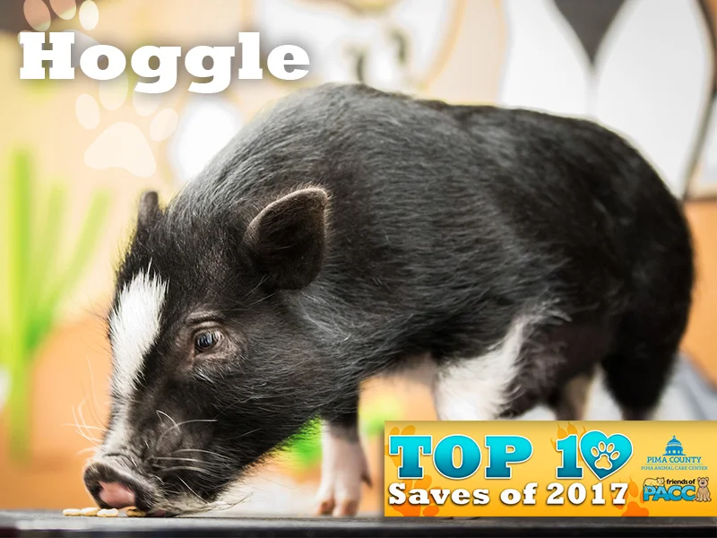 Hoggie