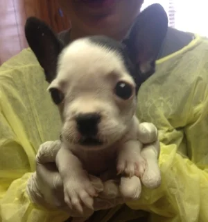 Sooey when she first arrived at PACC – only 3 pounds!