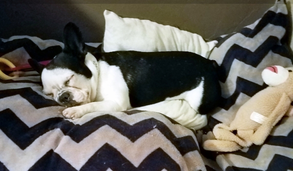 Sooey taking a nap in her forever home!