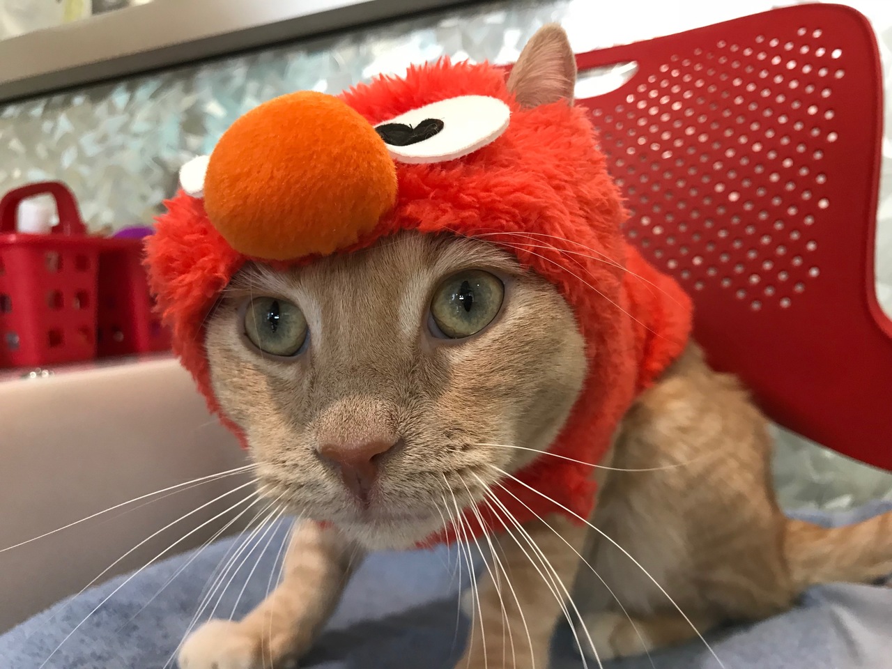 Third Place: Elmo as “Tickle Me Elmo"!”