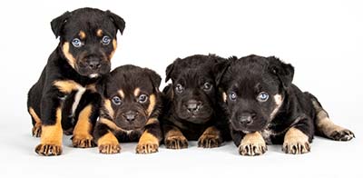 puppyfooter.jpg