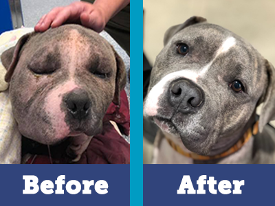 Bubbles made an amazing recovery thanks to your donations, PACC’s medical team, and his loving foster family.