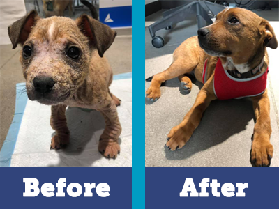 Mistletoe has transformed thanks to your support and his loving foster home!