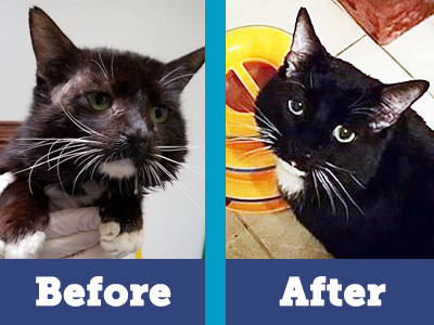 Wally went from miserable to the happiest cat you’d ever meet thanks to your support of multiple surgeries and ongoing foster care.