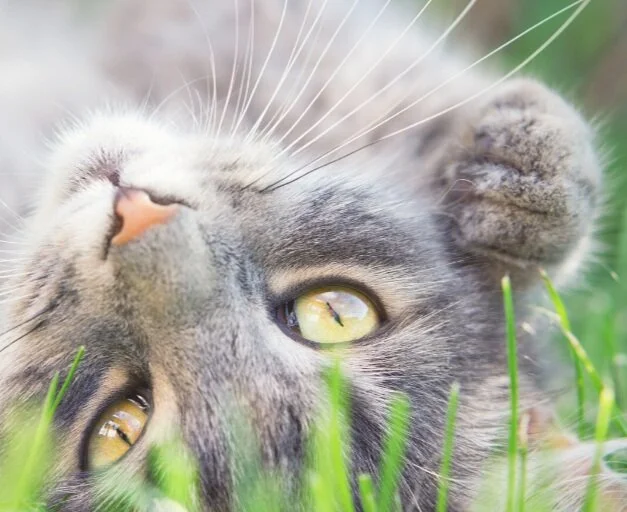 Most Generous AZ Gives Day Ever!