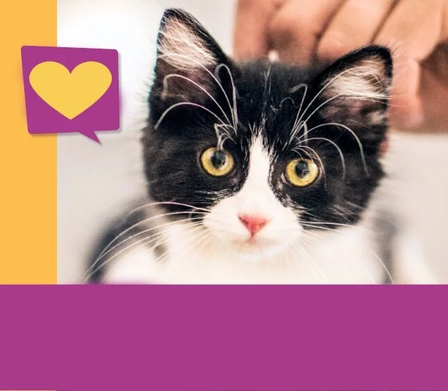 Petco Foundation Funds—MATCHED!