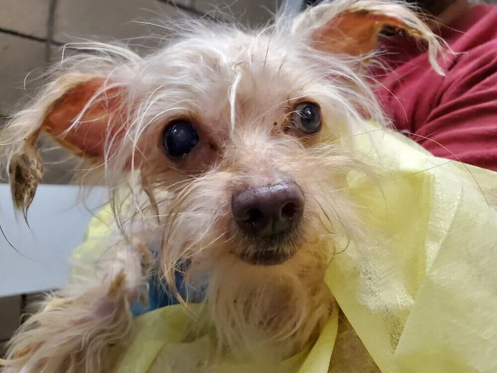 40 Terriers and 3 Cats Rescued from One Home